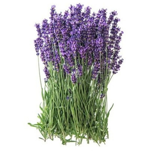 Smutge Air Freshener, White Sage with Lavender - Smudge Spray - MundoYoga Yoga Shop Specializing in Yoga