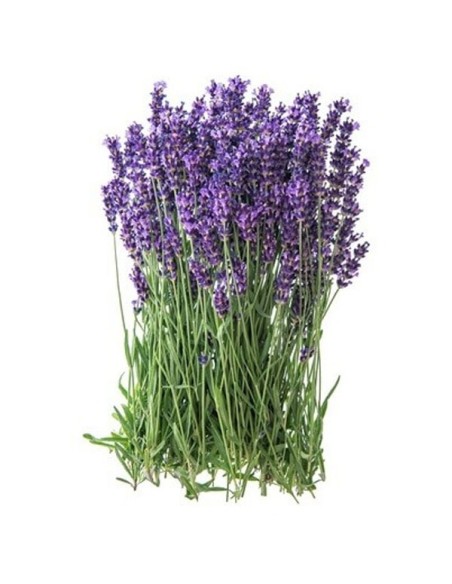 Désodorisant Smutge, sauge blanche et lavande - Parfums - MundoYoga Boutique de yoga spécialisée dans le yoga