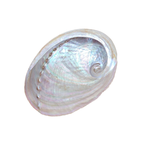 Concha de Abulón, Haliotis diversicolor - Incienso para Rituales - MundoYoga Tienda Especializada en Yoga