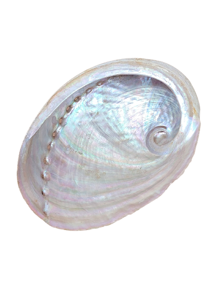 Abalone smudging shell, Haliotis diversicolor - Incense for Rituals - MundoYoga Yoga Shop Specializing in Yoga