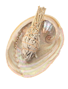Concha de mancha de abalone, Haliotis diversicolor