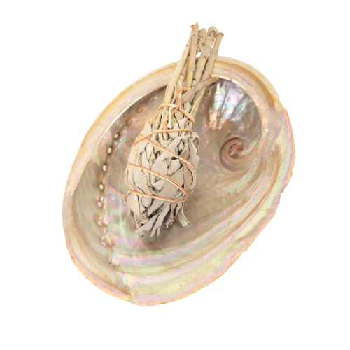 Abalone smudging shell