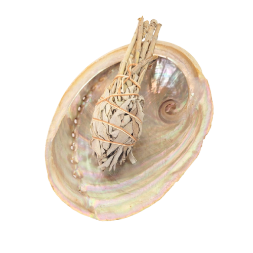 Concha de mancha de abalone, Haliotis diversicolor - Incenso para Rituais - MundoYoga Loja de Yoga especializada em Yoga
