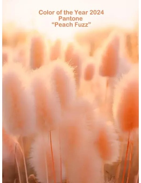 Columpio Aero Yoga - Champagne Rosé - Unicolor - MundoYoga Tienda Especializada en Yoga